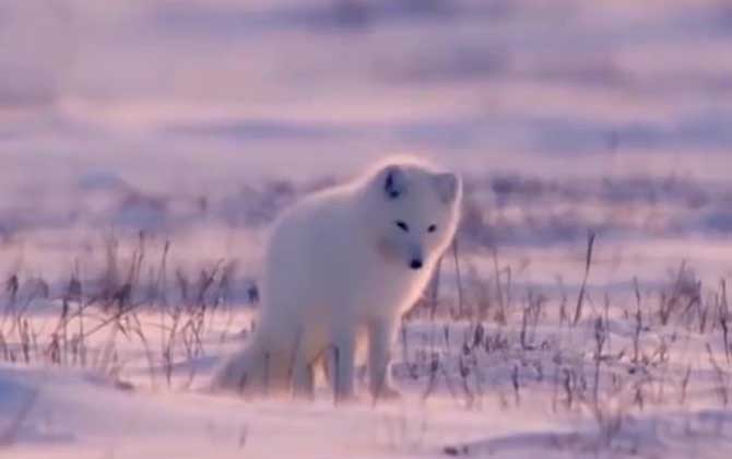 北极狐生活在哪里？