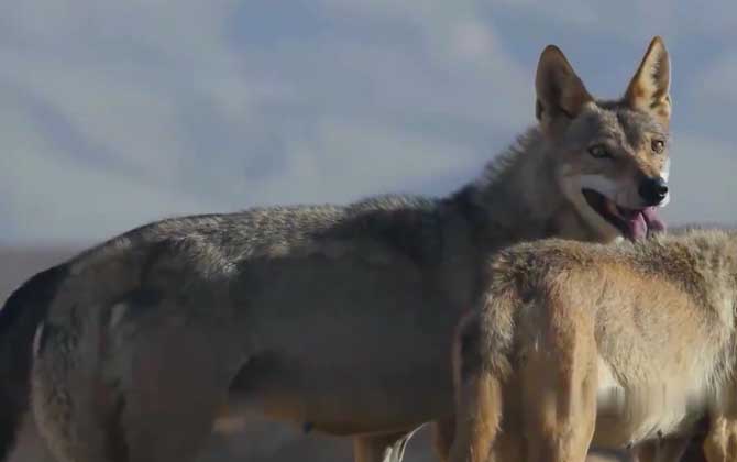 西北狼是什么动物？