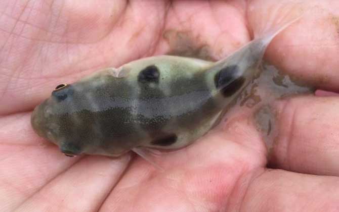 河豚哪里有毒？  第4张