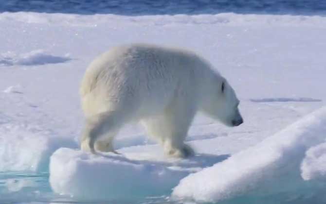 北极熊为什么不怕冷？