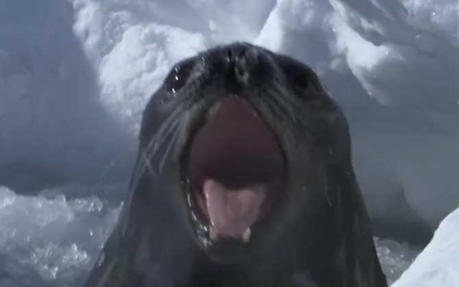 威德尔海豹是什么动物？