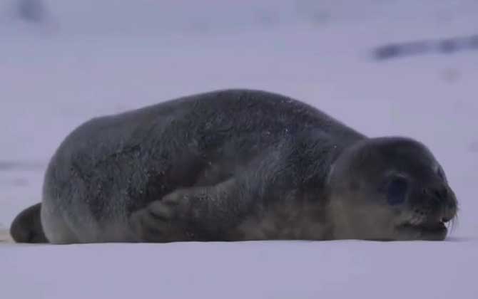 威德尔海豹是什么动物？  第3张