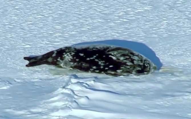 威德尔海豹是什么动物？  第4张