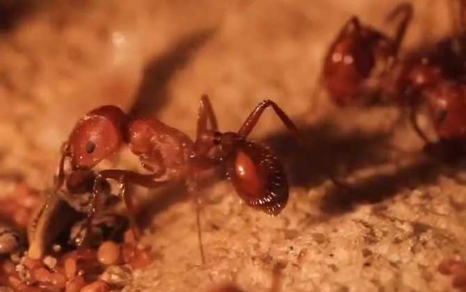红火蚁在中国的天敌是什么？