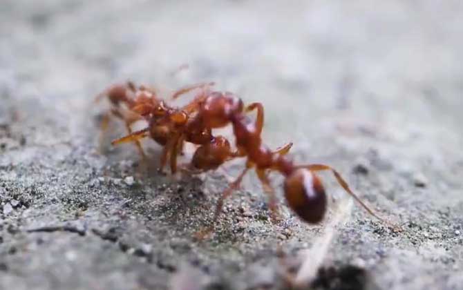 红火蚁在中国的天敌是什么？  第2张