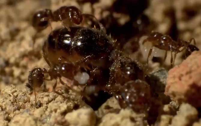 杀人蚁是什么动物？