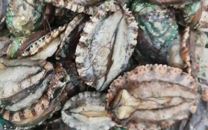 鲍鱼价格多少钱一斤？  第1张