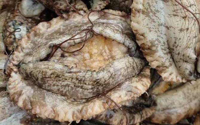 鲍鱼价格多少钱一斤？  第2张