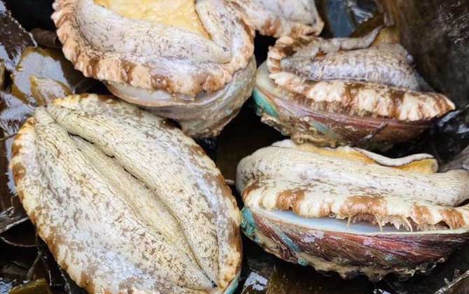 鲍鱼价格多少钱一斤？  第4张