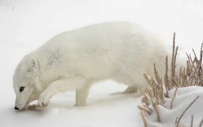 北极狐是什么动物？