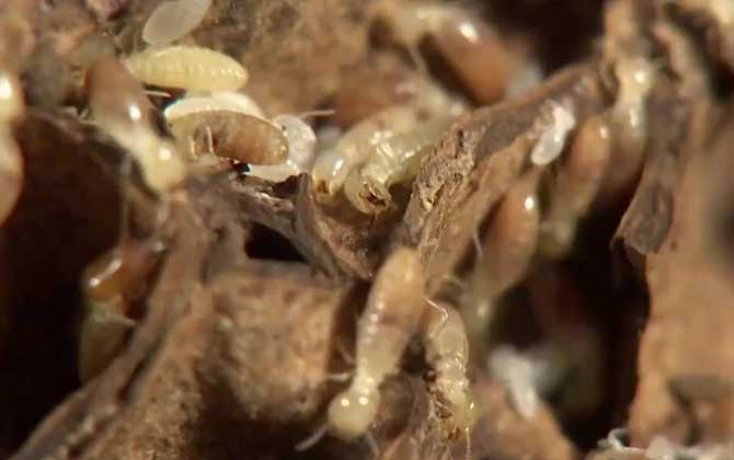 白蚂蚁是什么动物？