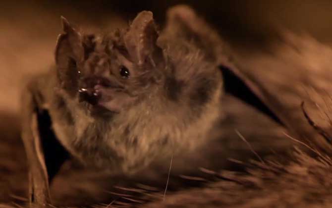 老鼠变成蝙蝠是真的吗？