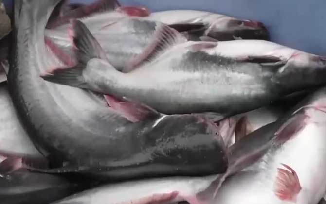 巴沙鱼是海鱼还是淡水鱼？  第1张