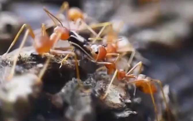红蚂蚁是什么动物？
