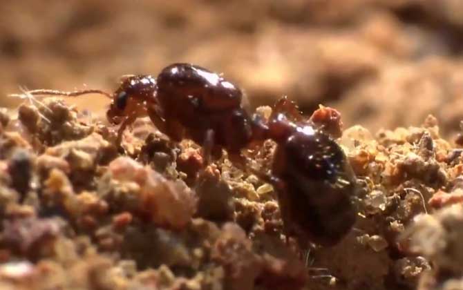 红蚂蚁是什么动物？  第2张