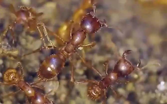 红蚂蚁是什么动物？  第3张