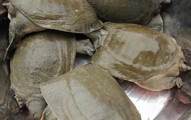 甲鱼的功效与作用及禁忌  第5张