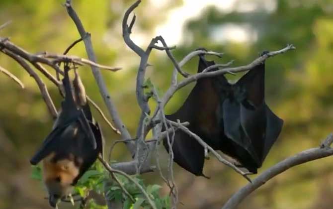蝙蝠飞到家里是什么预兆？  第2张