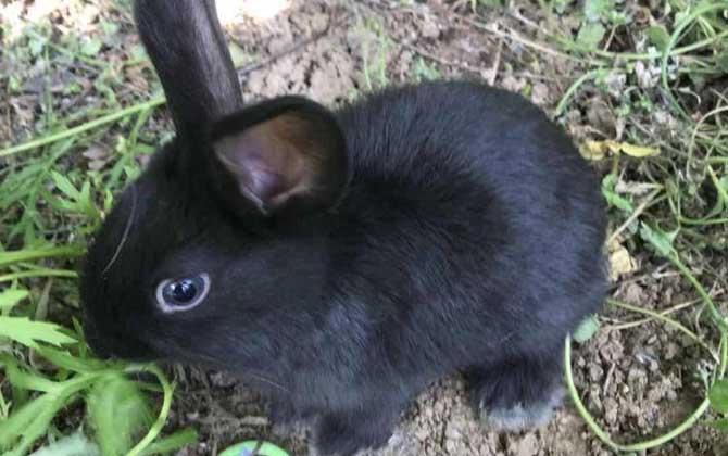 黑兔是什么动物？  第1张