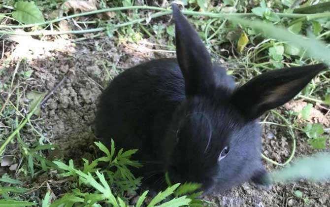 黑兔是什么动物？  第2张
