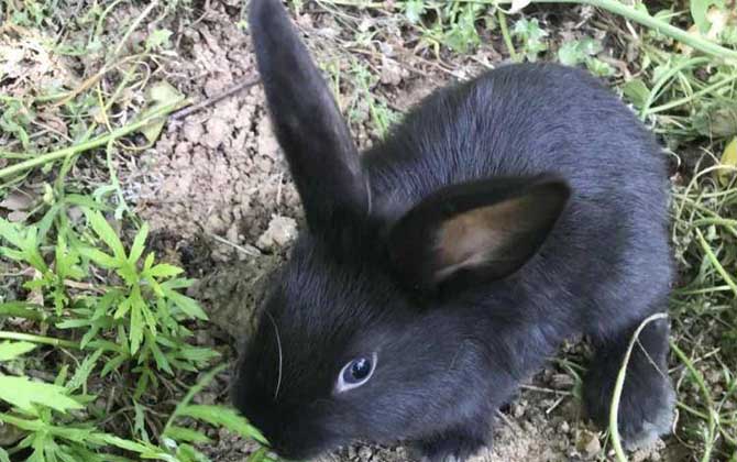 黑兔是什么动物？  第4张