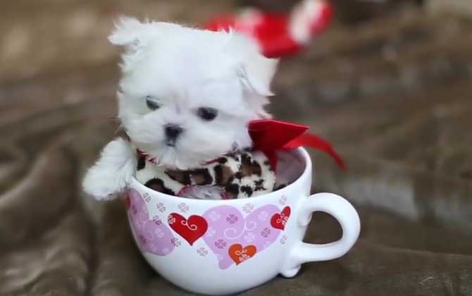 茶杯泰迪犬是什么犬种？