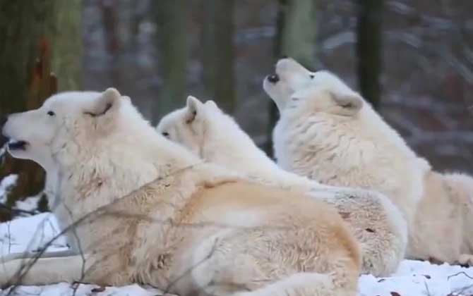 白狼是什么动物？  第1张