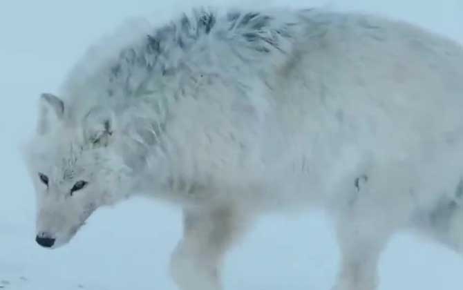 白狼是什么动物？  第3张