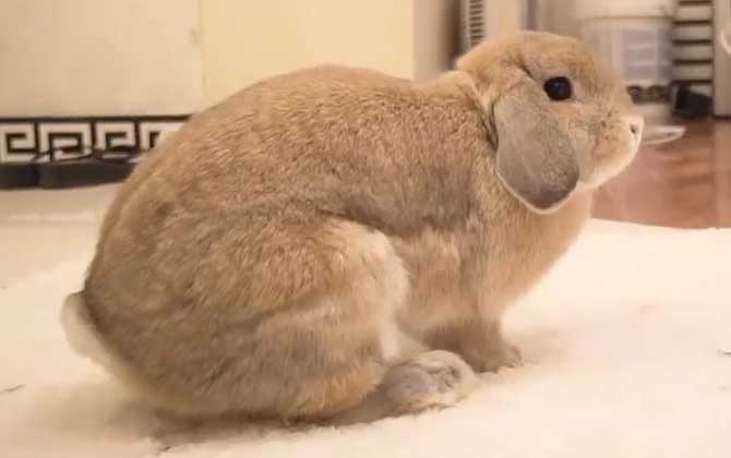 荷兰垂耳兔寿命有多长？