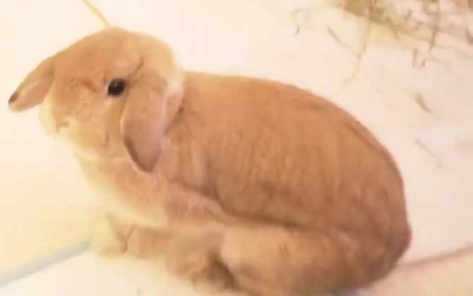荷兰垂耳兔寿命有多长？  第2张