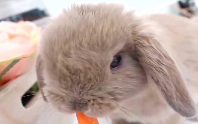 荷兰垂耳兔寿命有多长？  第3张