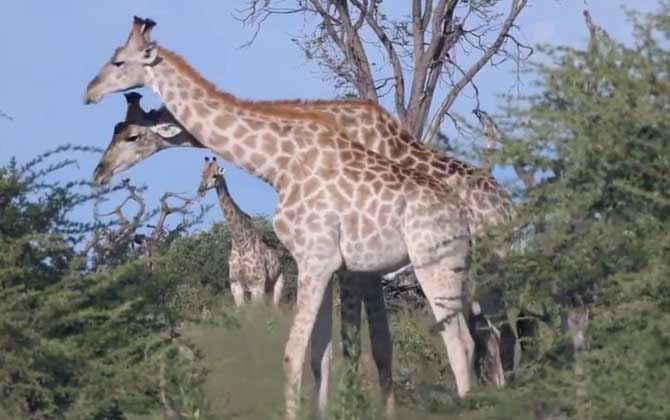 长颈鹿是怎么喝水的？