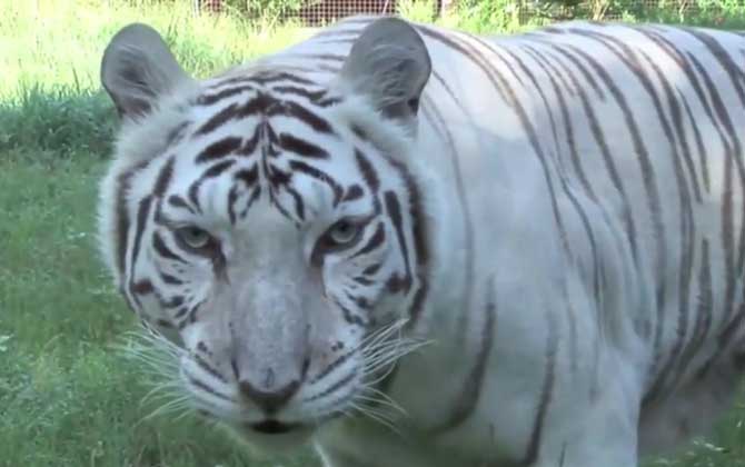 白虎是什么动物？  第3张
