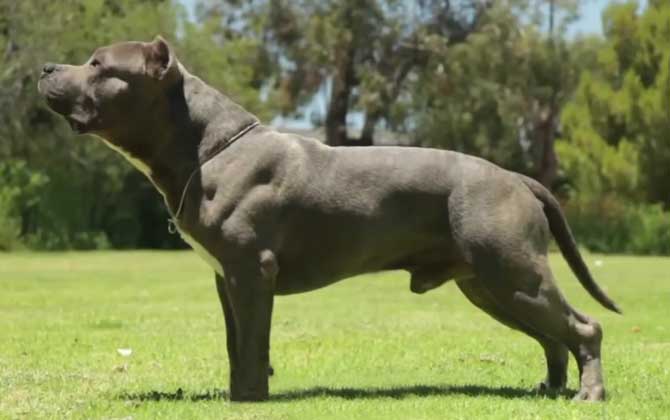比特犬会保护主人吗？