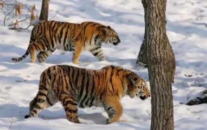 西伯利亚虎是什么动物？  第2张