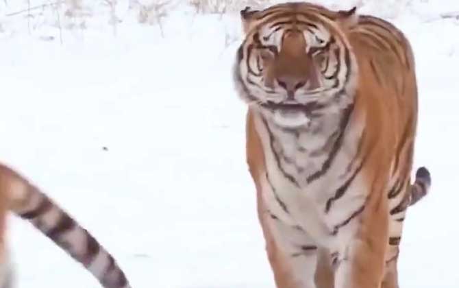 西伯利亚虎是什么动物？  第1张