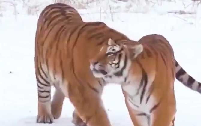 西伯利亚虎是什么动物？  第4张