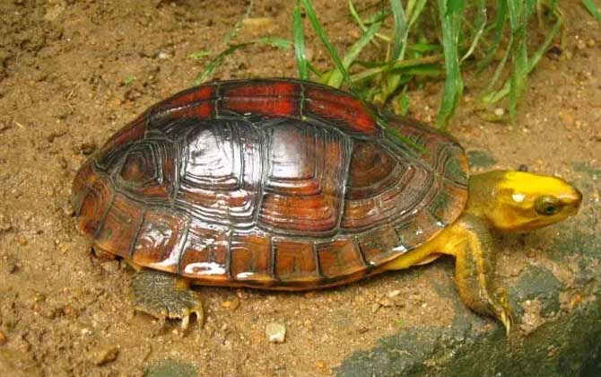 金头闭壳龟是什么动物？