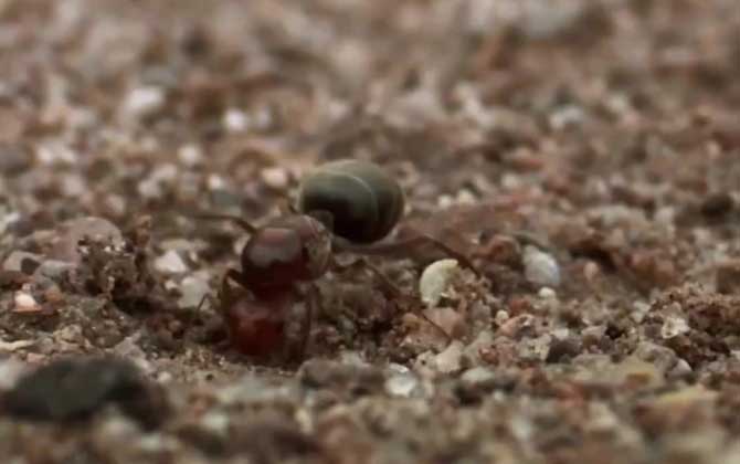 家里有蚂蚁怎么能彻底消灭？  第1张