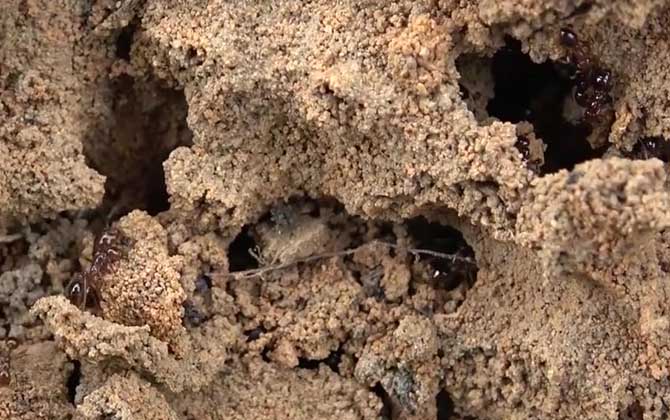 家里有蚂蚁怎么能彻底消灭？  第3张