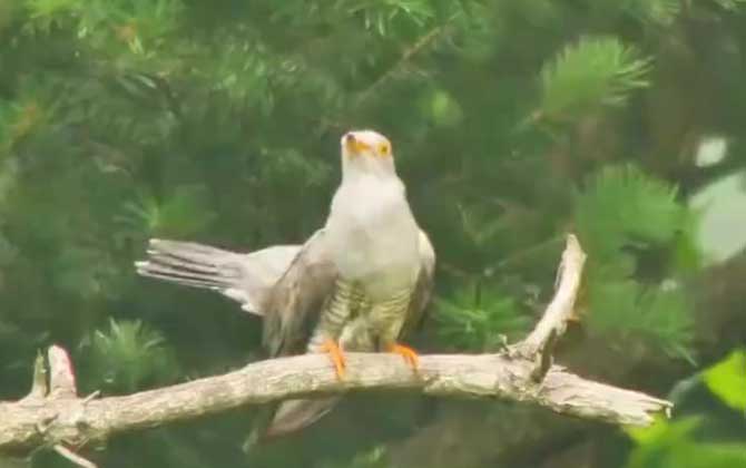 杜鹃鸟图片及种类大全