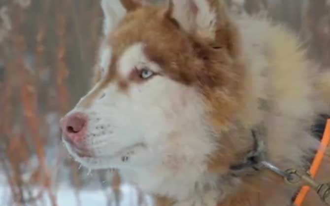 阿拉斯加犬是什么犬种？  第1张