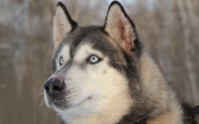 阿拉斯加犬是什么犬种？  第4张
