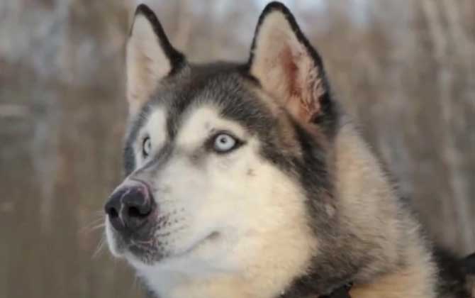 阿拉斯加犬是什么犬种？  第4张