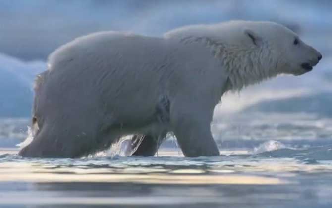 南极有北极熊吗？