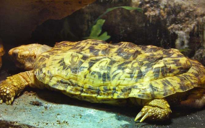 饼干龟是什么动物？