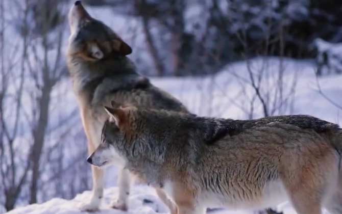 北美灰狼是什么动物？
