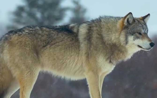 北美灰狼是什么动物？  第2张