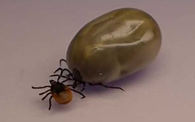 蜱虫图片及发育过程  第4张