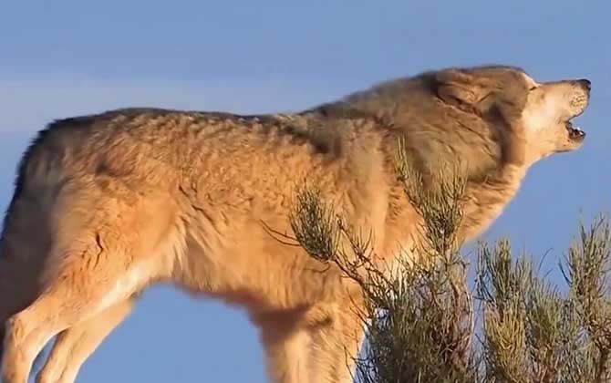 北美灰狼是什么动物？  第4张